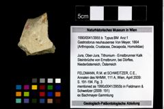 Foto (Objekt + Etikett) von Gastrodorus neuhausense (von Meyer, 1864)  (NHMW-GEO-1990-0041-3955b)